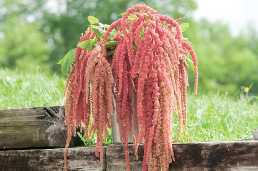 Amaranthus 'Coral Fountain' (Johnnys Selected Seeds)