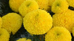What’s Your Favorite Marigold? The People Have Spoken