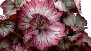 Begonia 'Nautilus Lilac'