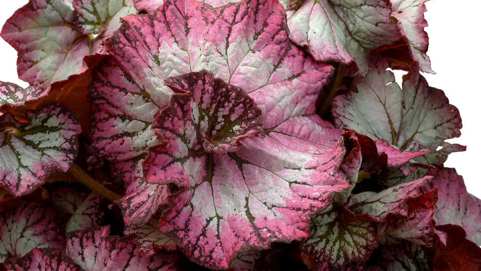 Begonia 'Nautilus Lilac'
