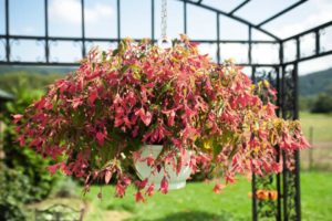 Begonia 'San Francisco' (Ernst Benary of America)