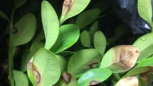 15 Research Projects That Will Advance the Horticulture Industry