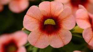 Learn More About the Importance of Intellectual Property in Plant Breeding