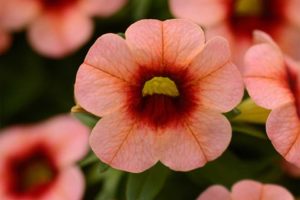 Calibrachoa 'Conga Coral Kiss' (Ball FloraPlant)