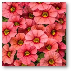 Calibrachoa ‘Superbells Coralina’ (Proven Winners/Eason Horticultural Resources/Griffin)