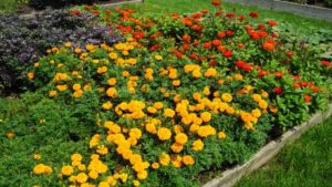 2018 Midwest Floriculture Field Trials: Reiman Gardens, Iowa State University