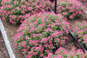 Catharanthus 'Soiree Kawaii Coral' (Suntory Flowers)