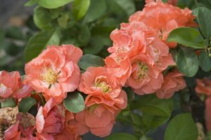 Chaenomeles 'Double Take Peach' (Spring Meadow Nursery)