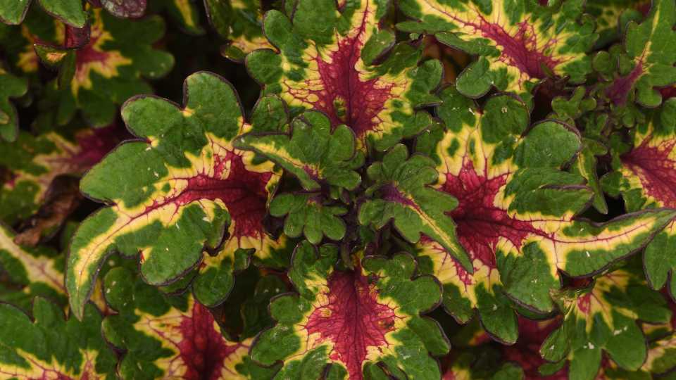 ‘Pinkplosion’ Coleus