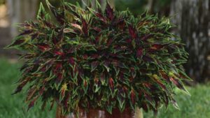 Coleus 'Flame Thrower Chili Pepper'