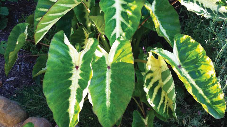 Colocasia 'Maui Sunrise'