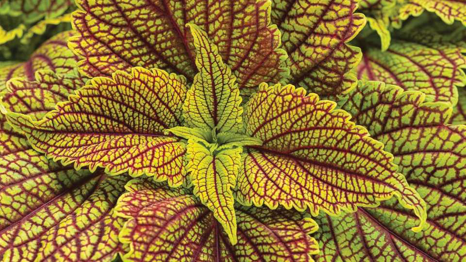 Coleus 'ColorBlaze Golden Dreams'