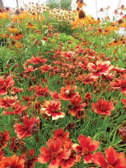 Coreopsis 'Desert Coral' (Terra Nova Nurseries)