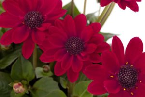 Dahlia 'LaBella Piccolo Coral' (Beekenkamp Plants)