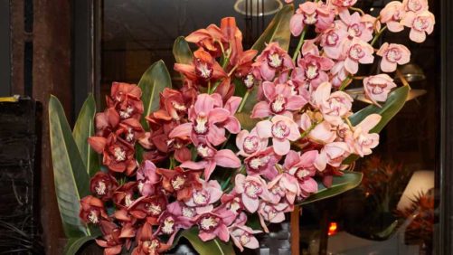 Learning Opportunity: Postharvest Handling Recommendations for Cut Flowers