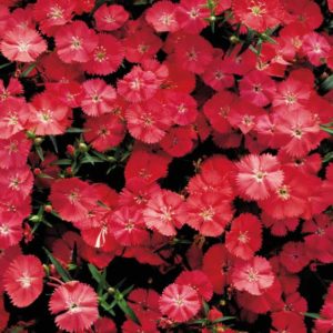Dianthus 'Diamond Coral' (Sakata Ornamentals)