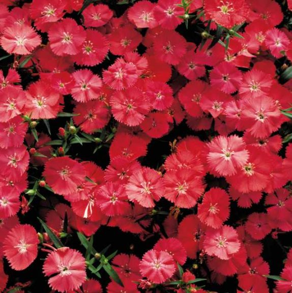 Dianthus 'Diamond Coral' (Sakata Ornamentals)