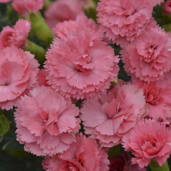 Dianthus 'Fruit Punch Classic Coral' (Proven Winners)