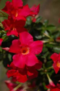 Dipladenia 'Sundenia Coral' (Suntory Flowers)