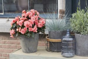 Begonia 'Dreams Chloe Coral Pink' (Beekenkamp Plants)