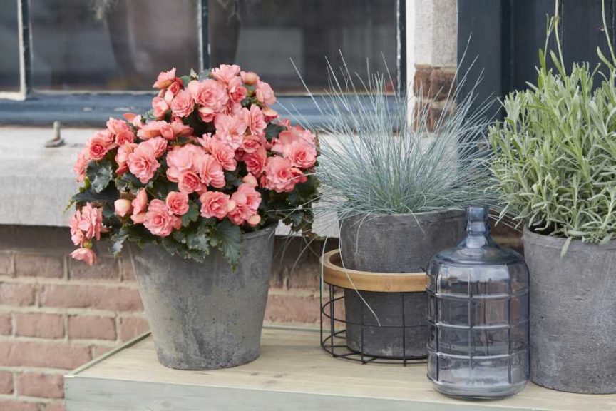 Begonia 'Dreams Chloe Coral Pink' (Beekenkamp Plants)