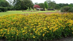2018 Southeast Floriculture Field Trials: Louisiana State University