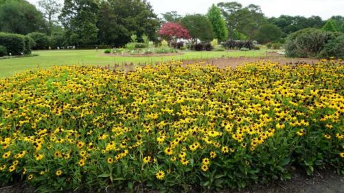 2018 Southeast Floriculture Field Trials: Louisiana State University