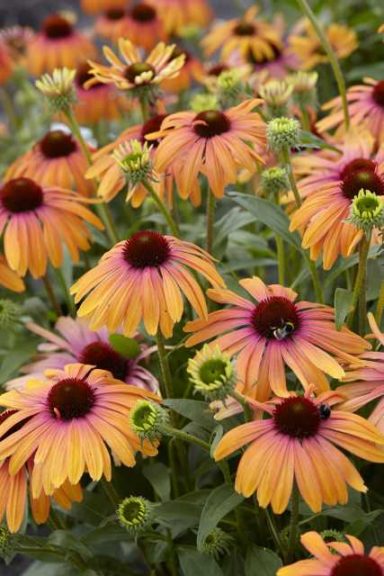 Echinacea 'Rainbow Marcella' (Plants Nouveau)