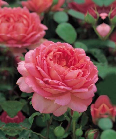 English Rose 'Abraham Darby' (David Austin Roses)