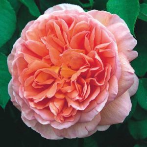 English Rose 'Boscobel' (David Austin Roses)