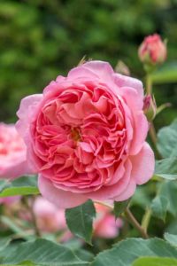 English Rose 'Jubilee Celebration' (David Austin Roses)