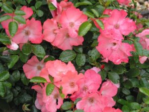Flower Carpet Rose 'Coral' (Anthony Tessalaar Plants)