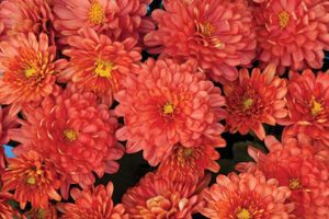 Garden Mum 'Jazzy Ursula Coral' (Syngenta Flowers/Griffin)