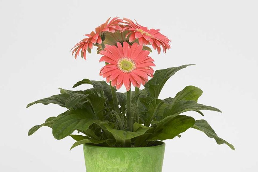 Gerbera 'Revolution Salmon Shades With Light Eye' (PanAmerican Seed)