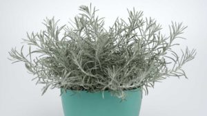 Helichrysum 'SilverThreads'