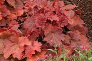 Heuchera 'Southern Comfort' (Emerald Coast Growers)