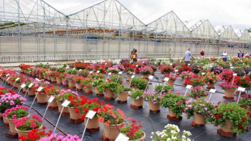 What Will Happen Next With the Horticulture Supply Chain?