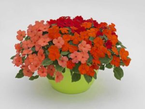 Impatiens 'Lollipop Flaming Hot Melon Combo' (Benary)