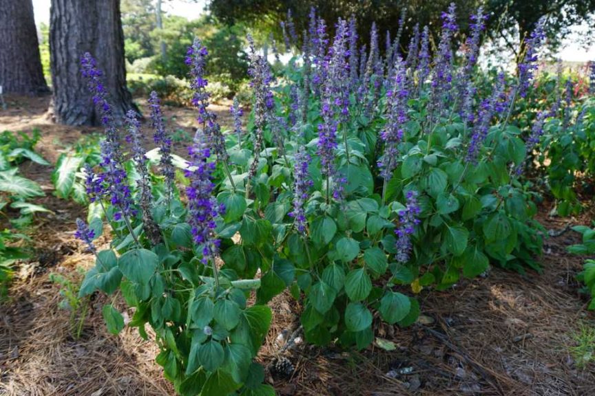 Salvia ‘Big Blue’ (PanAmerican Seed)