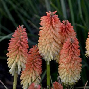 Kniphofia 'Hot and Cold' (Walters Gardens/Griffin)