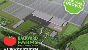Mastronardi Produce Sets Record With Latest Greenhouse Expansion in New York