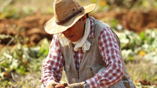 The Current and Future Farm Labor Outlook in Mexico