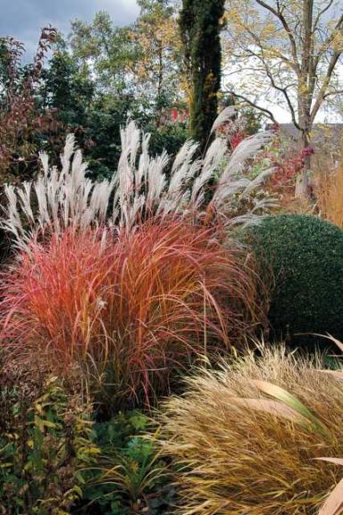 Miscanthus 'Fire Dragon' (Emerald Coast Growers)