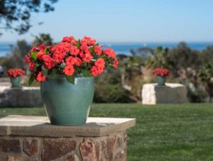 New Guinea Impatiens 'SunStanding Helios Coral Aurora' (Dümmen Orange)
