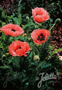 Papaver Oreintale Hybr 'Princess Victoria Louise' (Jelitto Perennial Seeds)