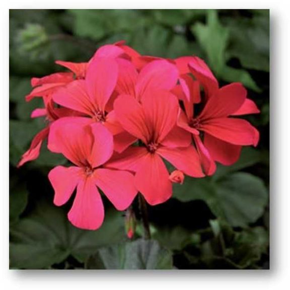 Pelargonium 'Caliente Hot Coral' (Syngenta Flowers/Eason Horticultural Resources)