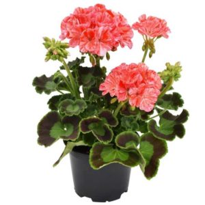 Pelargonium 'Glitter Orange' (Westhoff Flowers)