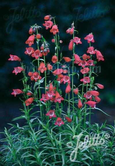 Penstemon x Mexicale 'Sunburst Ruby' (Jelitto Perennial Seeds)