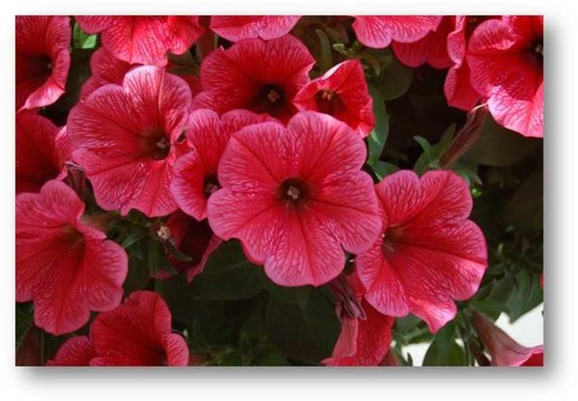Petunia 'Potunia Coral' (Dümmen Orange/Eason Horticultural Resources)