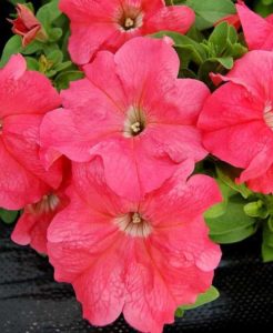 Petunia grandiflora 'Limbo GP Salmon' (Hem Genetics)